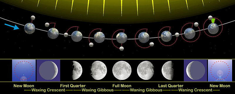 Infographic of Moon phases